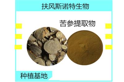 苦参提取物苦参碱批发
