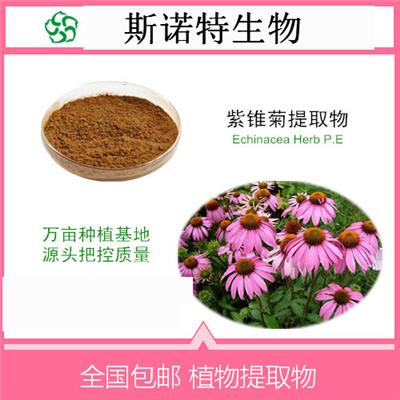 紫锥菊提取物紫锥果菊粉现货