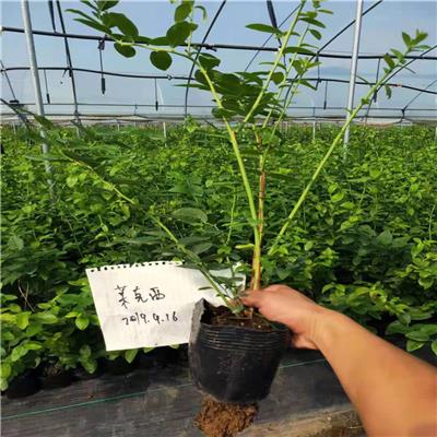优瑞卡蓝莓苗技术指导 北蓝蓝莓苗几年进入高峰期