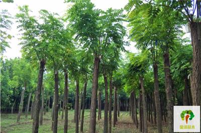 香花槐苗木/优势产品/香花槐/苗圃基地