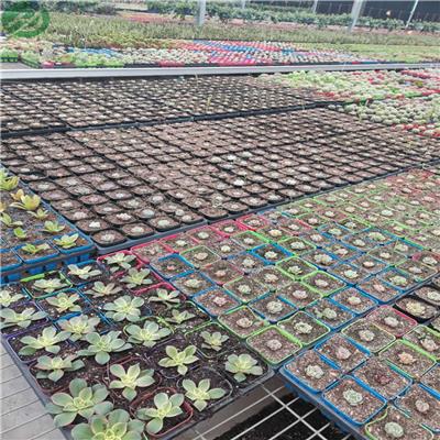 深圳市花卉大棚移动苗床栽培床育苗床 航迪现货