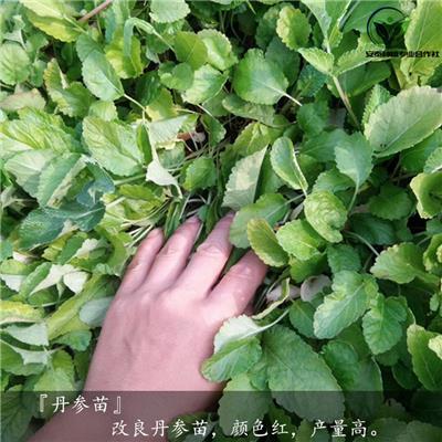 定州丹参苗厂家直销