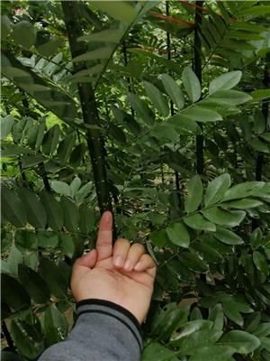 楚雄淑女槐小苗