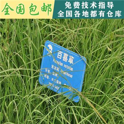 宽叶草种子宽叶雀稗种子进口草坪种子庭院护坡耐践踏百喜草草籽批发