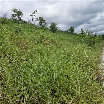 直销糖蜜草多年生绿化护坡固土防沙草种观赏红毛草籽批发进口草坪种子庭院高速护坡耐践踏