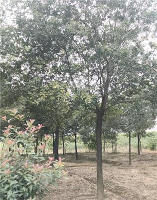 宜昌朴树树苗 丛生朴树供应 朴树价格批发