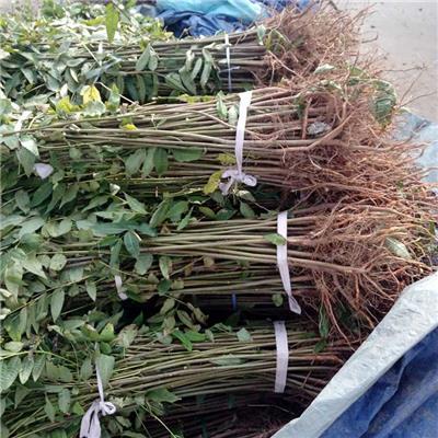 1公分红油香椿苗 出芽率高