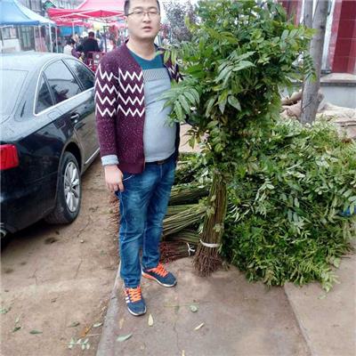 泰安香椿苗 出芽率高