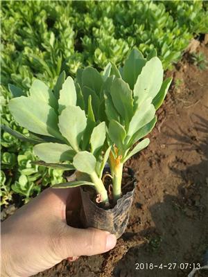 台州宿根草花批发 宿根花卉 金鸡菊批发