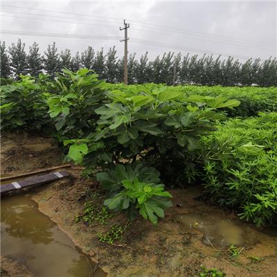 当年结果日本紫果 看铺起苗