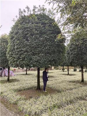 成都桂花批发，西南桂花基地，桂花价格，桂花农户直销