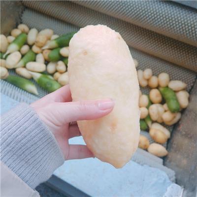 橘子毛辊清洗机规格 毛辊清洗流水线