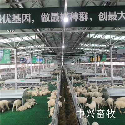新疆塑料羊粪板卡扣拼接塑料羊床羊舍**羊粪板安装
