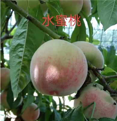 1年苗水蜜桃树苗基地