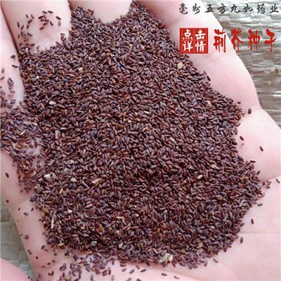 荆芥种子价格 安泰种苗出售优质荆芥种子