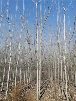 北京北林1号毛白杨批发基地