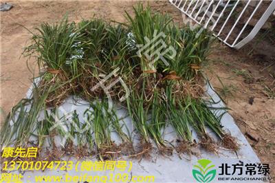 北京麦冬草基地优质种苗批发,质量上乘