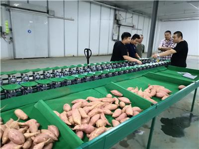 土豆种分选机生产厂家 无机械损伤