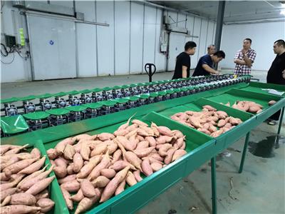 土豆种分选机 机械操作简便