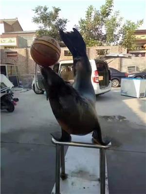 拉萨海洋生物展租赁 制作厂家