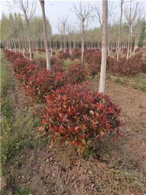 六安红叶石楠球生产种植基地