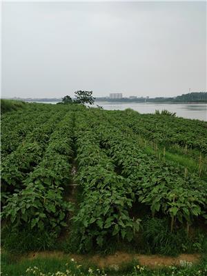 横沥蔬菜配送公司选哪家好？优菜王食材配送公司就在您身边