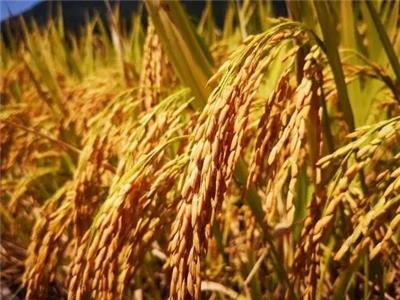 竹溪县稻谷 标准GB 1350-2009