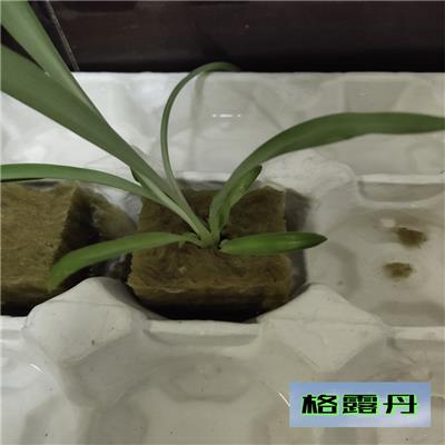 农用岩棉种植岩棉栽培基质种植基质无土栽培