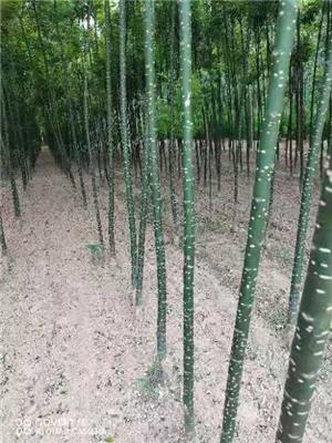 山东淑女国槐苗基地 淑女槐基地 淑女国槐批发