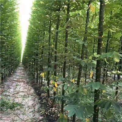 聊城淑女国槐苗产地 淑女槐苗产地淑女槐批发