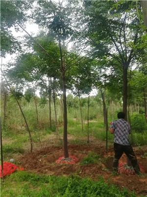 潍坊苦楝树苗圃 苦楝苗圃基地