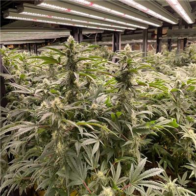植物生长灯厂家供应800W八爪鱼植物生长灯 调光八爪鱼植物生长灯