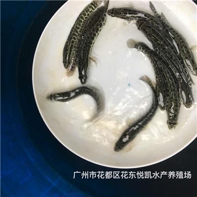 财鱼苗乌鳢鱼苗易养快大杂交生鱼苗批发价格
