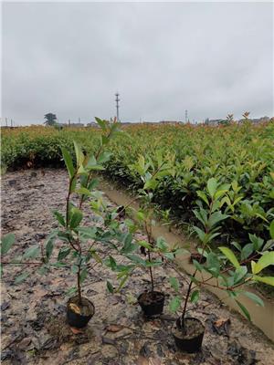 供应浙江红叶石楠 小苗 杯苗 容器苗基地