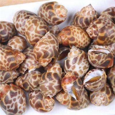 深圳进口巴基斯坦花螺报关公司