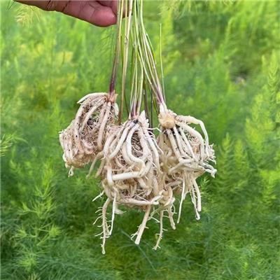 芦笋苗子全绿产品绿宝石供应包邮100株起