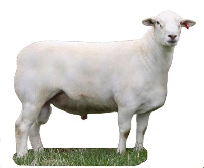 西门塔尔牛 繁殖屠宰育肥牛 生长快抗病强 肉质鲜嫩