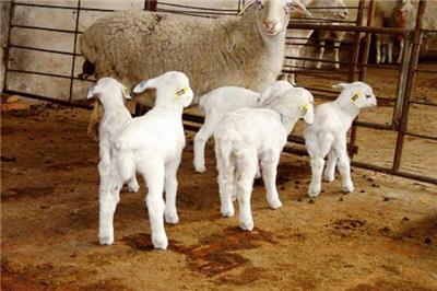 湖羊多羔多胎 肉质鲜嫩 生长快抗病强 饲养简单圈养散养