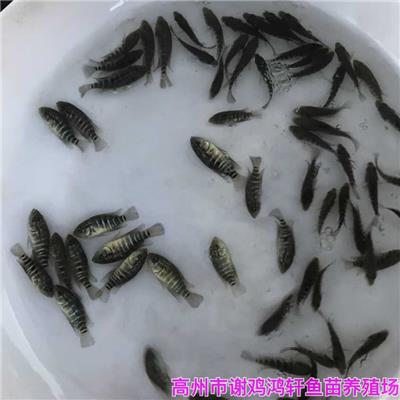 江西鹰潭珍珠花斑鱼苗批发江西上饶淡水石斑鱼苗出售