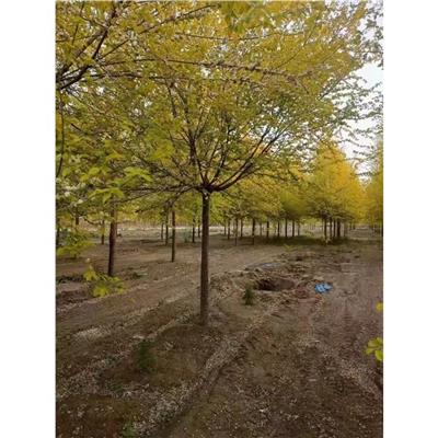 滨州金叶榆苗圃基地 金叶榆培育基地
