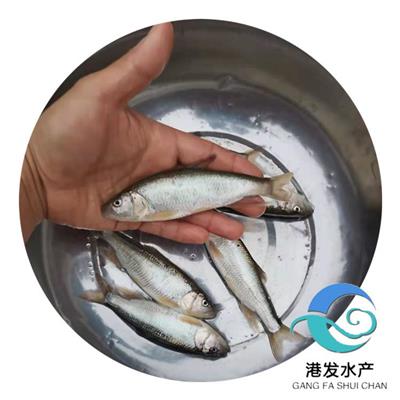双鸭山供应马口鱼苗 宽口鱼苗 桃花鱼苗批发 大量养殖淡水马口鱼苗