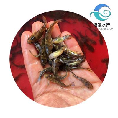 鲜活种苗_港发水产供应淡水黄颡鱼苗_2022新苗报价