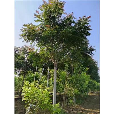 山东红叶椿苗圃 红叶椿繁殖基地
