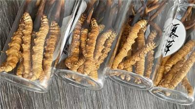 杭州回收冬虫夏草-虫草回收门店地址