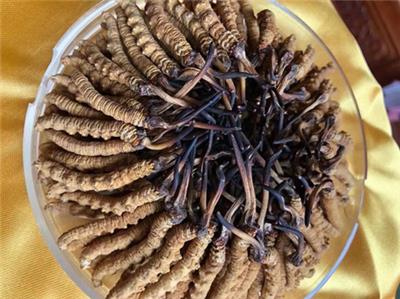 杭州冬虫夏草回收-长期回收虫草网站