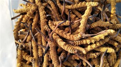 杭州回收冬虫夏草、杭州上门收购虫草公司