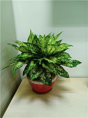 东莞万江写字楼植物出租零售 绿植花卉养护