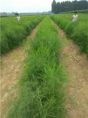 康爱草1-新品种高产芦笋苗子