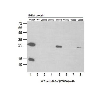 BRAF V600A 小鼠单抗/抗体资料更新/武汉费斯德生物