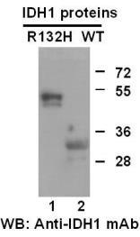 IDH1 2H 小鼠单抗/ NewEast Biosciences/武汉费斯德现货